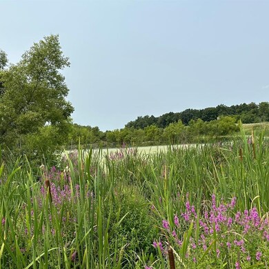 SMALL GLIMPS OF POND