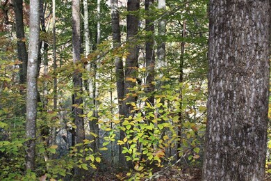 Gosser Ridge Spur, Russell Springs, KY 42642 - photo 4