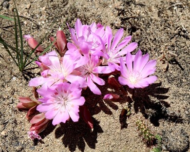 NHN Stagecoach Spur W unit 935-6, Belfry, MT 59008 - photo 7