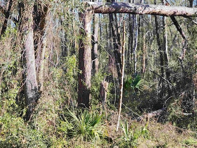 00 Pharo Morgan Rd, Perry, FL 32347 - photo 4