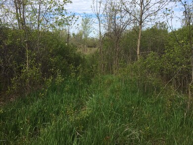 011 Front Grass Deer Trail