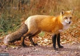 0 Snake Hill Rd, Middleburg, VA 20117 - photo 5