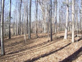 WOODED ACREAGE