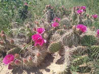 1205 N Whitetail Ln unit 347, Pueblo West, CO 81007 - photo 6