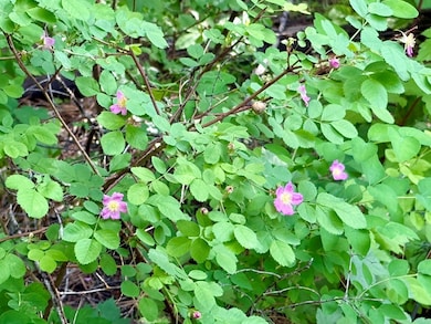 Beautiful Wild Roses on Property