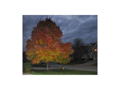 Fall foliage.