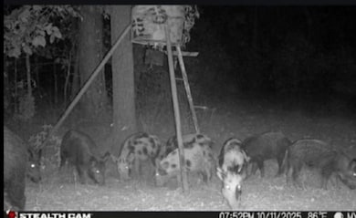 Stag Rd, Gilmer, TX 75644 - photo 2