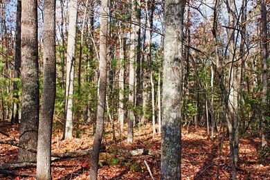 Mostly Wooded
