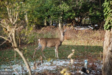 19 Farragut Rd, Annapolis, MD 21403 - photo 3