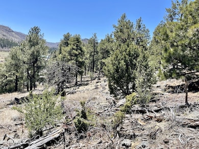 2 E County Road 1013 Rd unit 12, Greer, AZ 85927 - photo 3