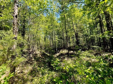 889 Rd, Minden, LA 71055 - photo 5