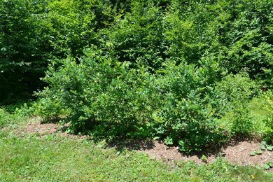 466 Dorman Rd, Andover, VT 05143 - photo 6