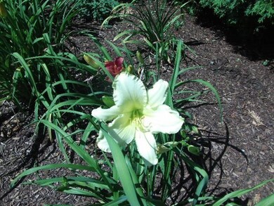 37 Rublee St, Arlington, MA 02476 - photo 6