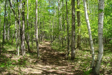 0 Burrows Lake Rd, Little Rice, WI 54487 - photo 5