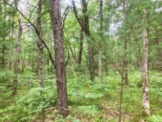 V/L James Rd, Baldwin, MI 49304 - photo 5