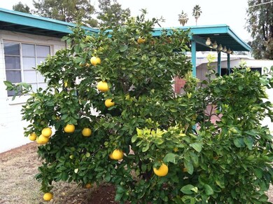 Fruit tree