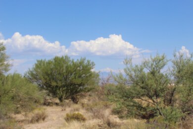 Lush Desert Vegetation