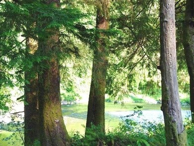 MATURE TREES ALONG THE RIVER