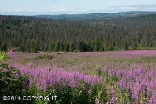 Summer Fireweed