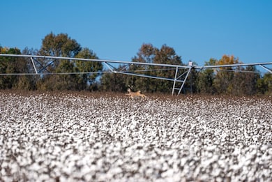 547 Joe Lawrence Rd, Ashburn, GA 31714 - photo 7