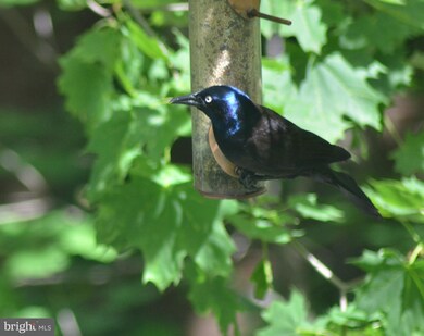 2066 Eric Shaefer Way, Baltimore, MD 21211 - photo 7