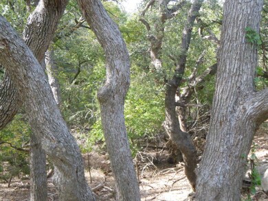 8300 Ranch Rd, San Marcos, TX 78666 - photo 7