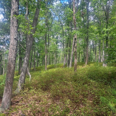 297 Big Bridge Hollow Rd, Little Marsh, PA 16950 - photo 6