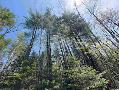 538 Oregon Rd, Concord, VT 05824 - photo 5