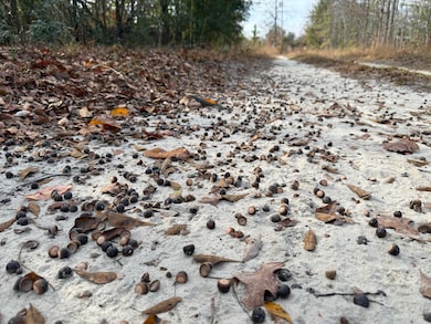 3391 Davis Bridge Rd, Williston, SC 29853 - photo 2