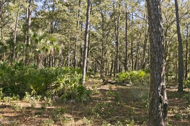 Mature Trees