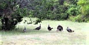 41029 Flagstone Cir, Whitney, TX 76692 - photo 3