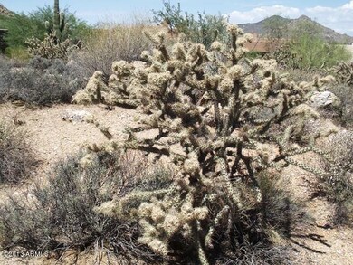 Stagehorn Cholla