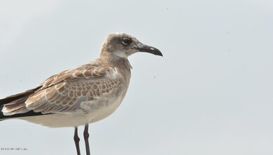 9041 Kipper Dr, Jacksonville, FL 32211 - photo 6