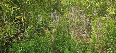 905 NE 6th St, Carrabelle, FL 32322 - photo 5