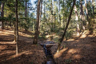 Anderson County Road 445, Brushy Creek, TX 75803 - photo 5