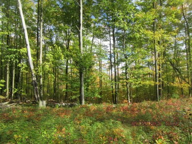 Woods