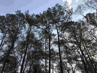 xx White Oak Dr, Crawfordville, FL 32327 - photo 3