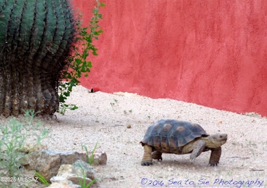 17047 S Sierrita Mountain Rd, Tucson, AZ 85736 - photo 6