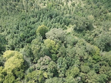 2955 County Road 441, Magnolia Springs, TX 75956 - photo 6