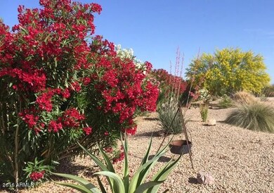 Oleanders