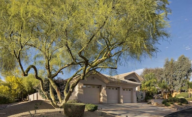 001_Amazing Palo Verde Tree