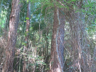 Meador Rd, Laurel, MS 39443 - photo 5