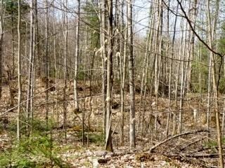 Property view of trees