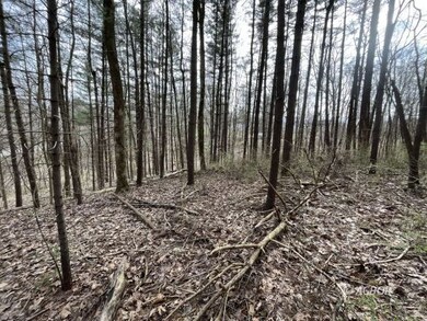 Wooded property
