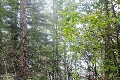 Trees