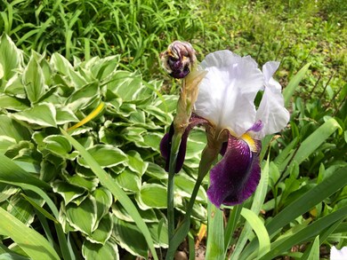 Iris & Hosta