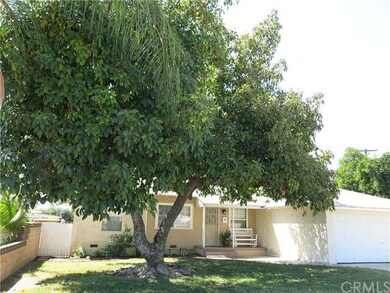 Avocado tree
