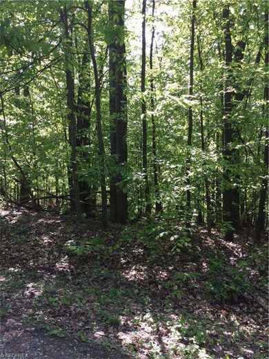 Tall mature trees and a gentle slope perfect for a