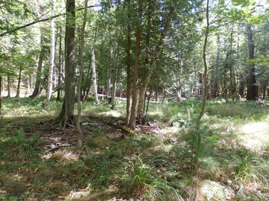 Woods 4