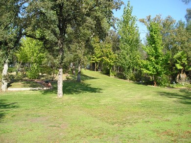 Back yard 004